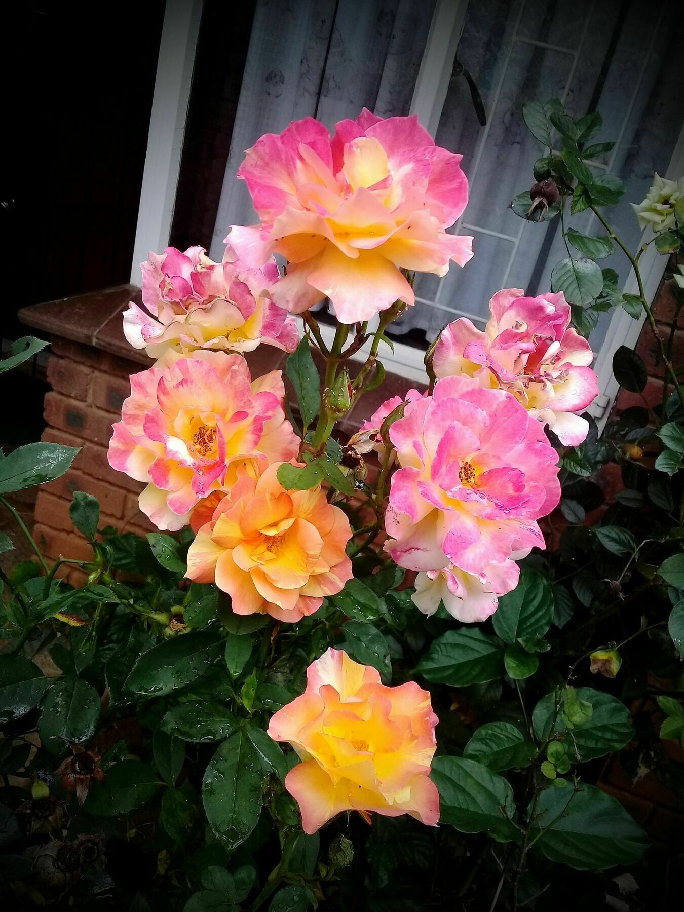 Lincoln Cottages Bnb & Self-Catering Pietermaritzburg Eksteriør billede